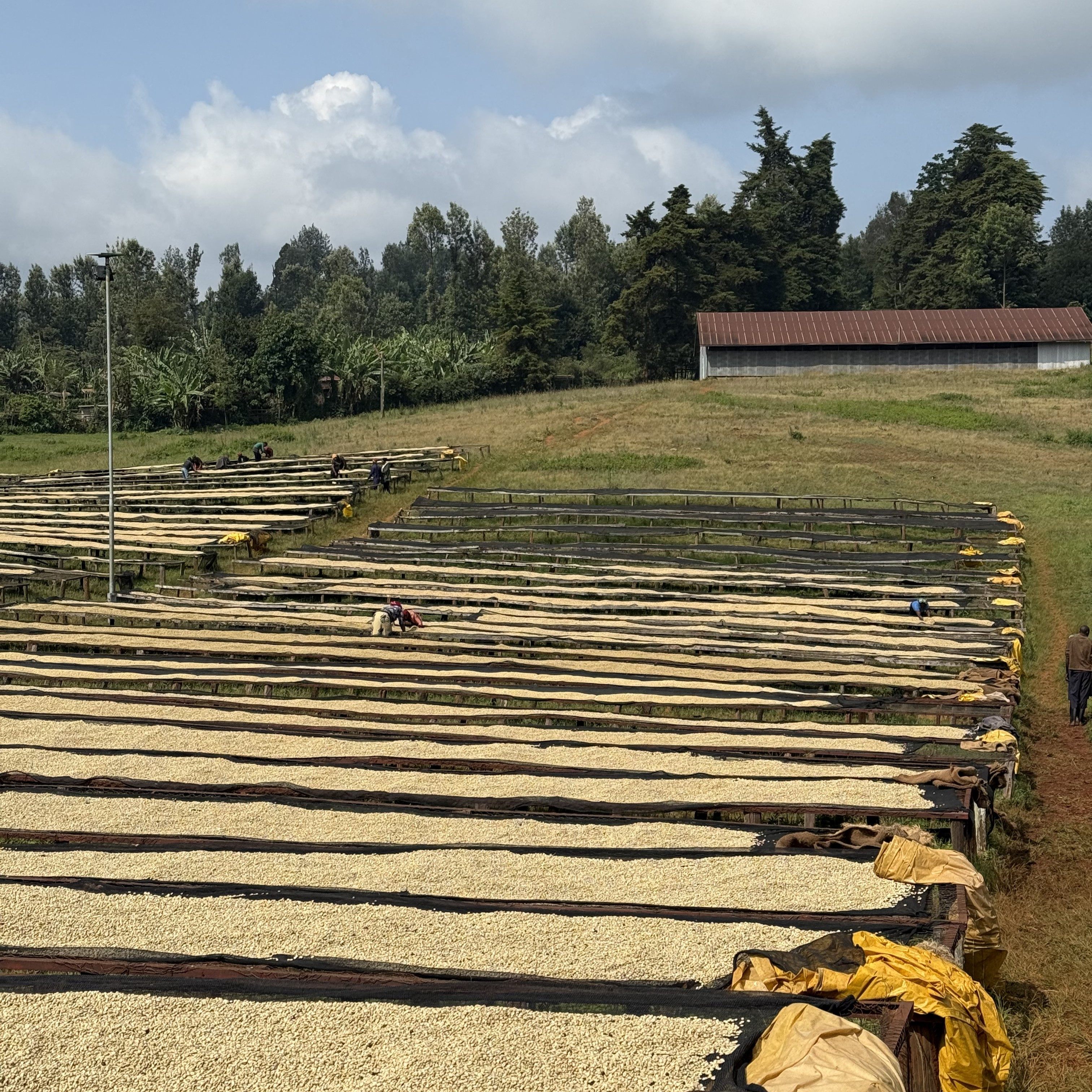 Kenya Kieni Washed(25/26年クロップ) | ORIGIN COUNTRIES for Small